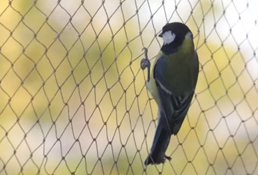 anti bird net hyderabad