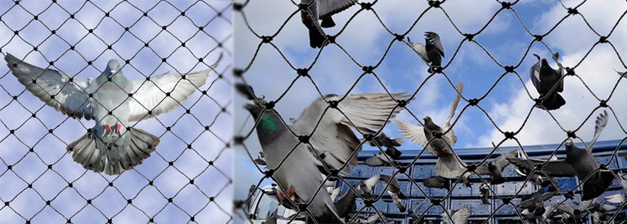 Birds Net In Hyderabad