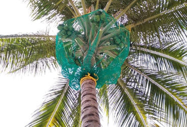 coconut tree net in hyderabad