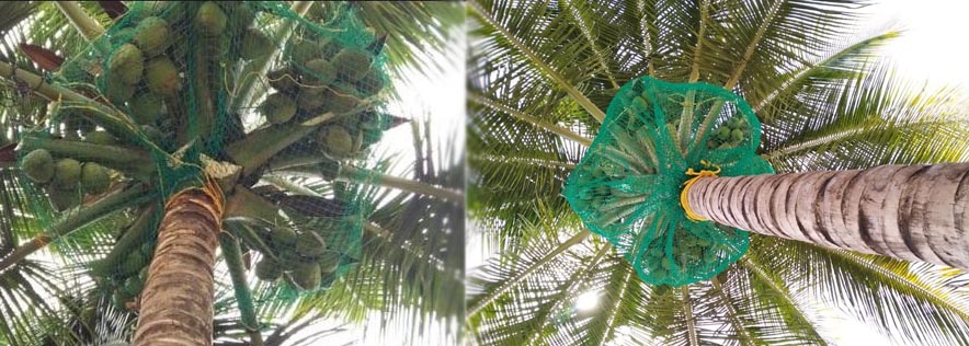 Coconut Tree Net In Hyderabad