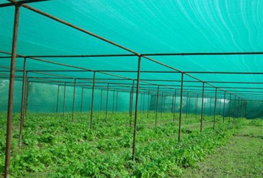 Shade Nets