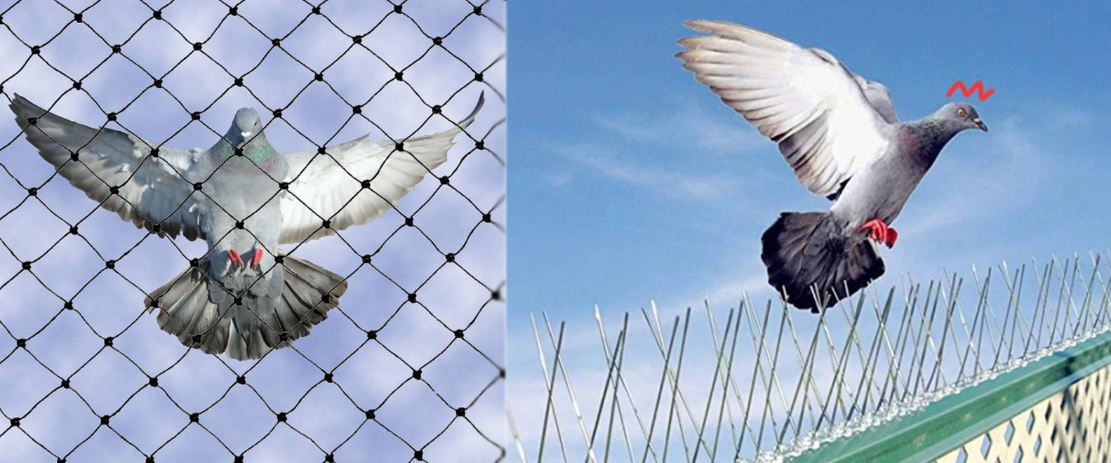 Birds Spikes